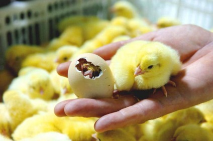 Обробка яєць перед інкубацією різними способами