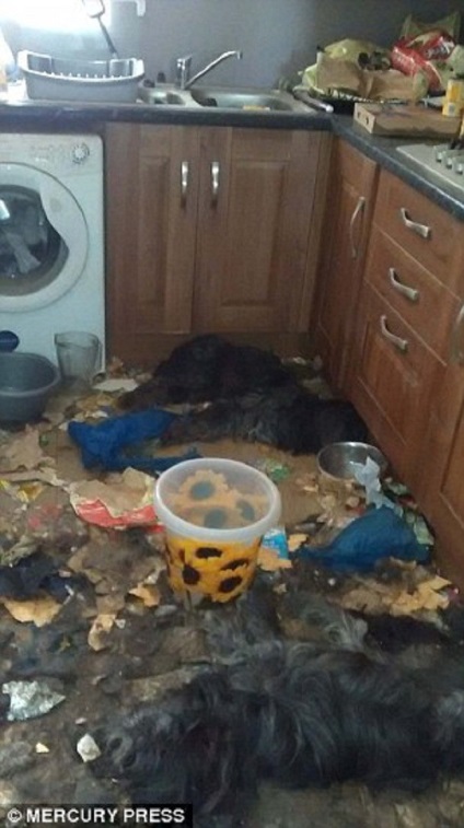 Az egyik legrosszabb esetben elhanyagolása állatok elhagyott két kutya halt éhen