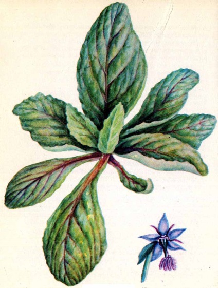 Castravete borage planta inima flori de inima