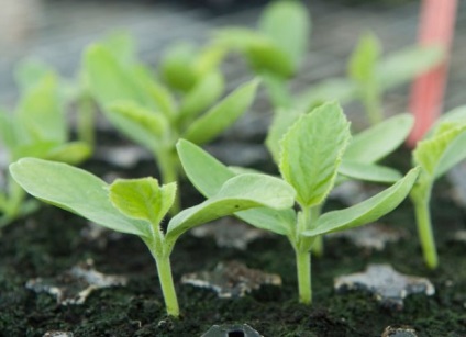 Castraveți caracteristici germane de cultivare și descrierea varietății, revizuiri de camioane în seră - eetteltsa