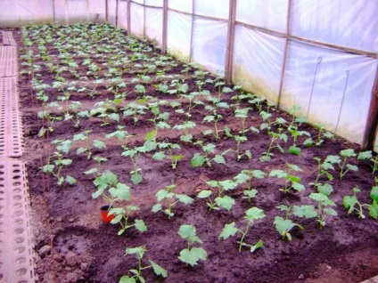 Uborka illenek jellemzői a termesztés és a fajtaleírást, vélemények kertészek fotók az üvegházban - eteplitsa