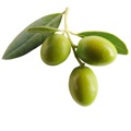 Olive în Cosmetologie