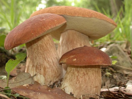 опис грибів