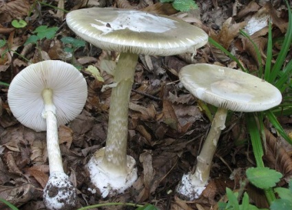 опис грибів
