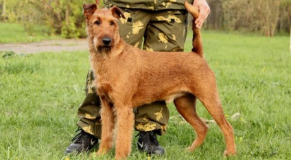 Descrierea rasei câinilor Irish Terrier cu recenzii de proprietar și fotografii