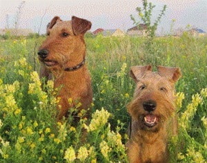 Leírása kutyafajta ír terrier tulajdonosok vélemények és fotók