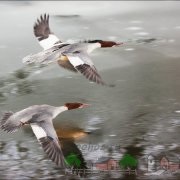 Descrierea rapoartelor de fotografie și video ale rasei de rață Duck