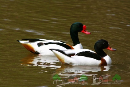 Descrierea rapoartelor de fotografie și video ale rasei de rață Duck