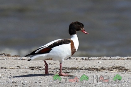 Descrierea rapoartelor de fotografie și video ale rasei de rață Duck