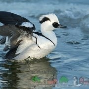 Descrierea rapoartelor de fotografie și video ale rasei de rață Duck