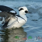 kacsa Tadorna fajta leírás fotó és videó felülvizsgálat