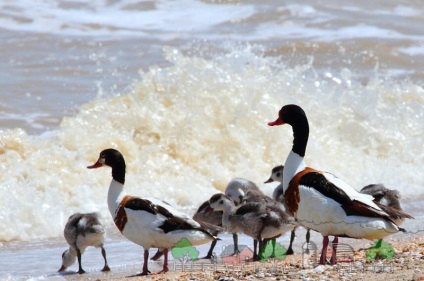 Descrierea rapoartelor de fotografie și video ale rasei de rață Duck