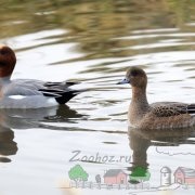 Descrierea rapoartelor de fotografie și video ale rasei de rață Duck