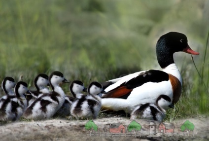 Descrierea rapoartelor de fotografie și video ale rasei de rață Duck