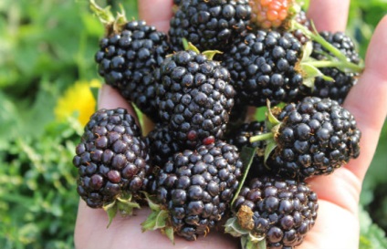 Descrierea mărcii de blackberry blackberry fotografie