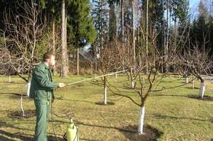 Обприскування карбамідом для догляду за деревами, способи застосування і поради садівників