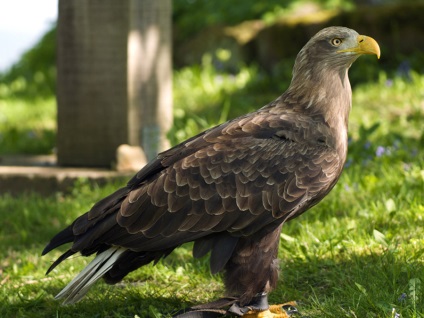 Orlan-alb-coada, sau gri (haliaeetus albicilla)