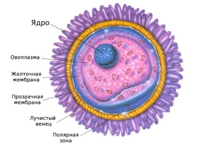 Caracteristicile structurii ouălor umane