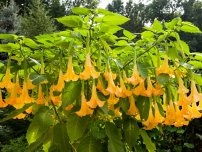 Особености зимуващите Brugmansia в цветята в градината (имение)