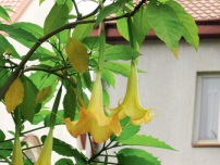 Особености зимуващите Brugmansia в цветята в градината (имение)