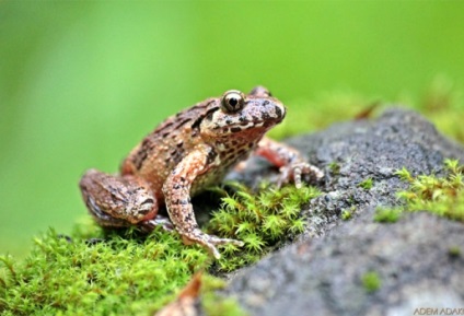 Ostromordaya broasca, broasca mlaștină (rana arvalis) descriere fotografie feed-uri inamici dimensiunea broasca