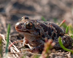 Ostromordaya broasca, broasca mlaștină (rana arvalis) descriere fotografie feed-uri inamici dimensiunea broasca