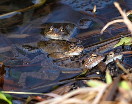 Ostromordaya broasca, broasca mlaștină (rana arvalis) descriere fotografie feed-uri inamici dimensiunea broasca