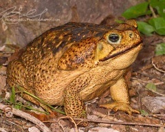 Остромордая жаба, болотна жаба (rana arvalis) фото опис харчується вороги розмір жаби