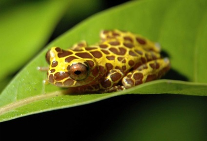 Остромордая жаба, болотна жаба (rana arvalis) фото опис харчується вороги розмір жаби