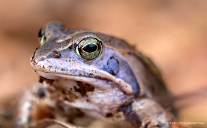 Ostromordaya broasca, broasca mlaștină (rana arvalis) descriere fotografie feed-uri inamici dimensiunea broasca