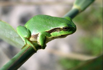 Ostromordaya broasca, broasca mlaștină (rana arvalis) descriere fotografie feed-uri inamici dimensiunea broasca