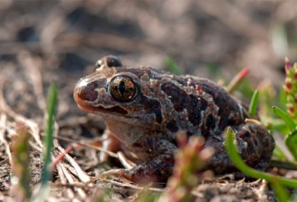 Ostromordaya broasca, broasca mlaștină (rana arvalis) descriere fotografie feed-uri inamici dimensiunea broasca