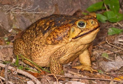 Ostromordaya broasca, broasca mlaștină (rana arvalis) descriere fotografie feed-uri inamici dimensiunea broasca