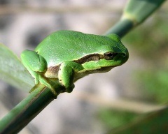 Ostromordaya broasca, broasca mlaștină (rana arvalis) descriere fotografie feed-uri inamici dimensiunea broasca