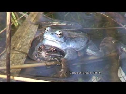 Остромордая жаба - вона ж болотна