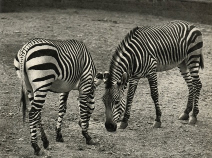 Különítmény egypatás állatok (perissodactyla) 1972-ben Stanek