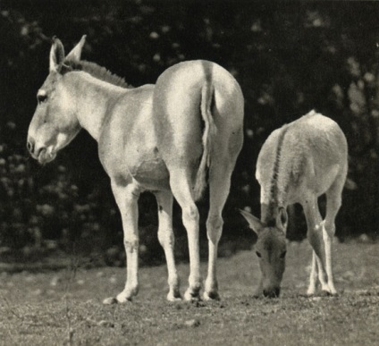 Detașarea ungulatelor (perissodactyla) 1972