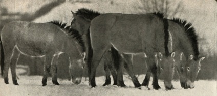 Detașarea ungulatelor (perissodactyla) 1972