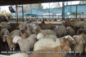 Creșterea ovinelor și creșterea caprelor în Israel, compania alecon
