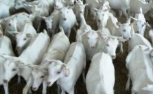 Creșterea ovinelor și creșterea caprelor în Israel, compania alecon