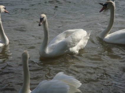 Lacul este mai îngust