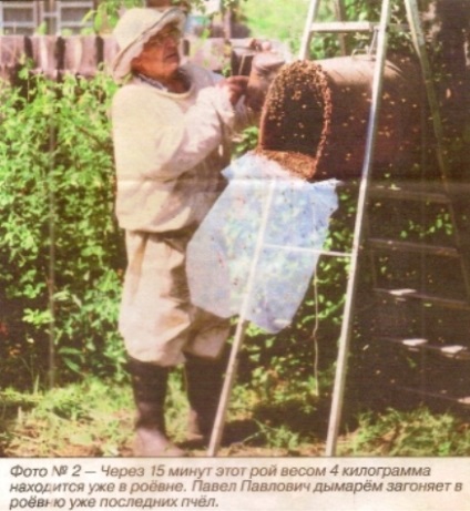 Apiary júniusban és júliusban - ideje, hogy a Raj - Kert Szibériában