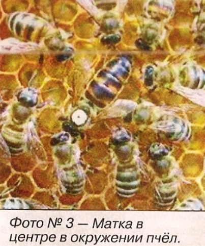 Apiary júniusban és júliusban - ideje, hogy a Raj - Kert Szibériában