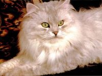 Persană, pisica persană, persană, pisică persană populară, îngrijirea lânii pentru fotografii de rasă persană