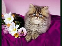 Persană, pisica persană, persană, pisică persană populară, îngrijirea lânii pentru fotografii de rasă persană