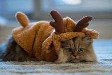 Персидська кішка фото, перси, перська кішка популярна, шерсть догляд за персом линька фото породи