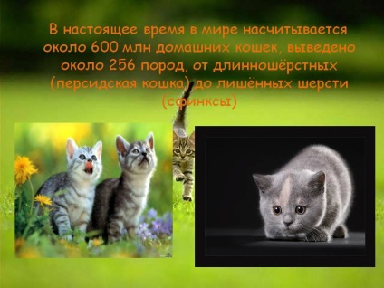 Персидська кішка - презентація 43058-3