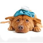 Primul ajutor pentru un accident vascular cerebral de căldură, sângerare, inconștient, serviciu veterinar