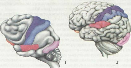 Idei inițiale despre originea omului - un manual electronic privind biologia