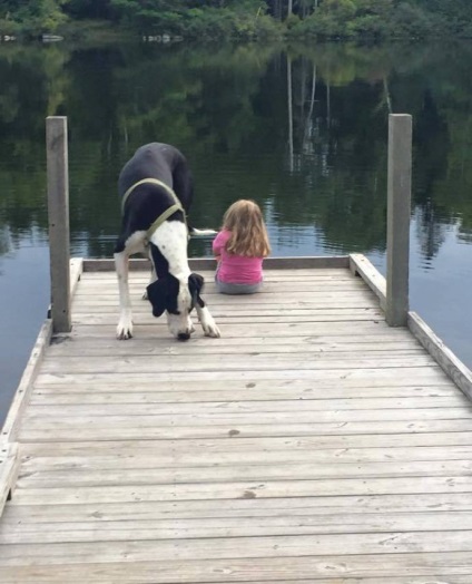 Câine ia ajutat pe fată să se ridice și să învețe cum să meargă